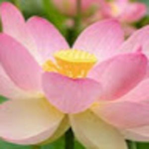 Meet your Posher, May